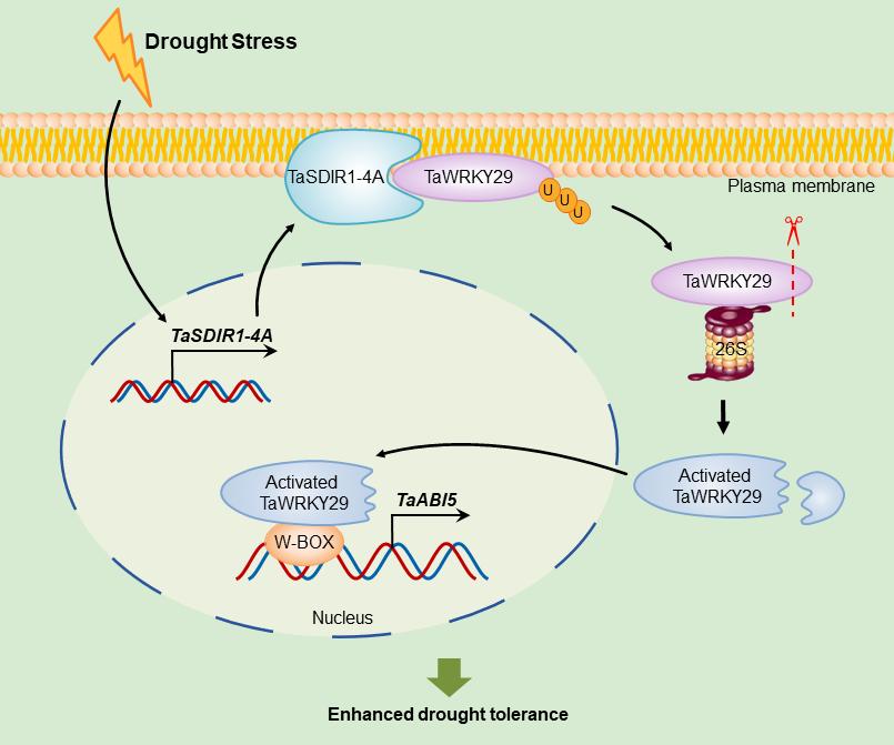 图3 TaSDIR1-4A调节抗旱性的作用机制模式图.jpg