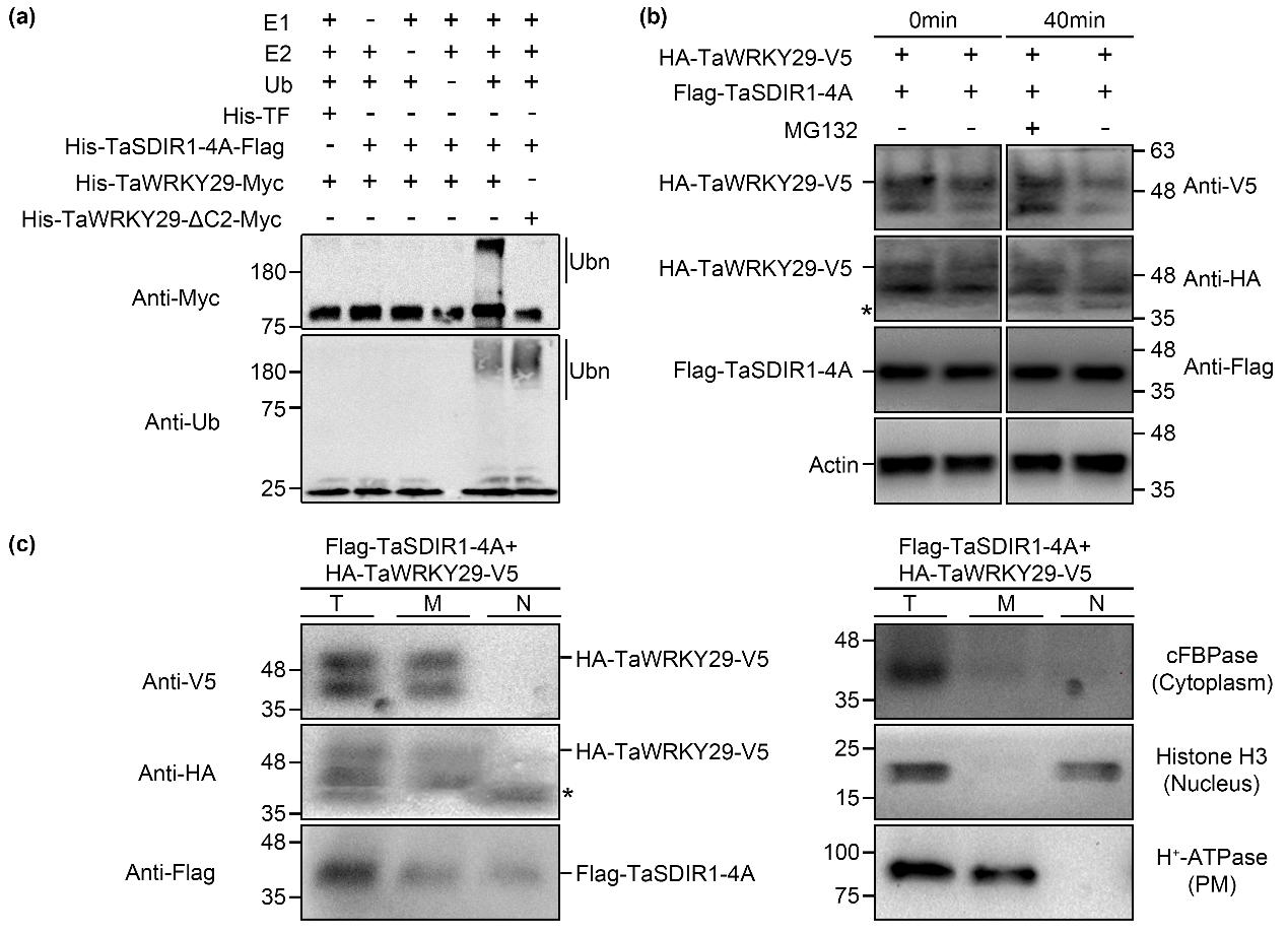 图1 TaSDIR1-4A通过26S蛋白酶体途径降解TaWRKY29.jpg